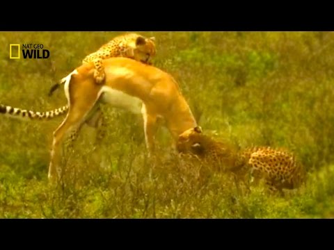 ✧ Wild Conquerors Of Africa ✧ NATIONAL GEOGRAPHIC DOCUMENTARY / LION And CHEETAH {HD Video Animal}