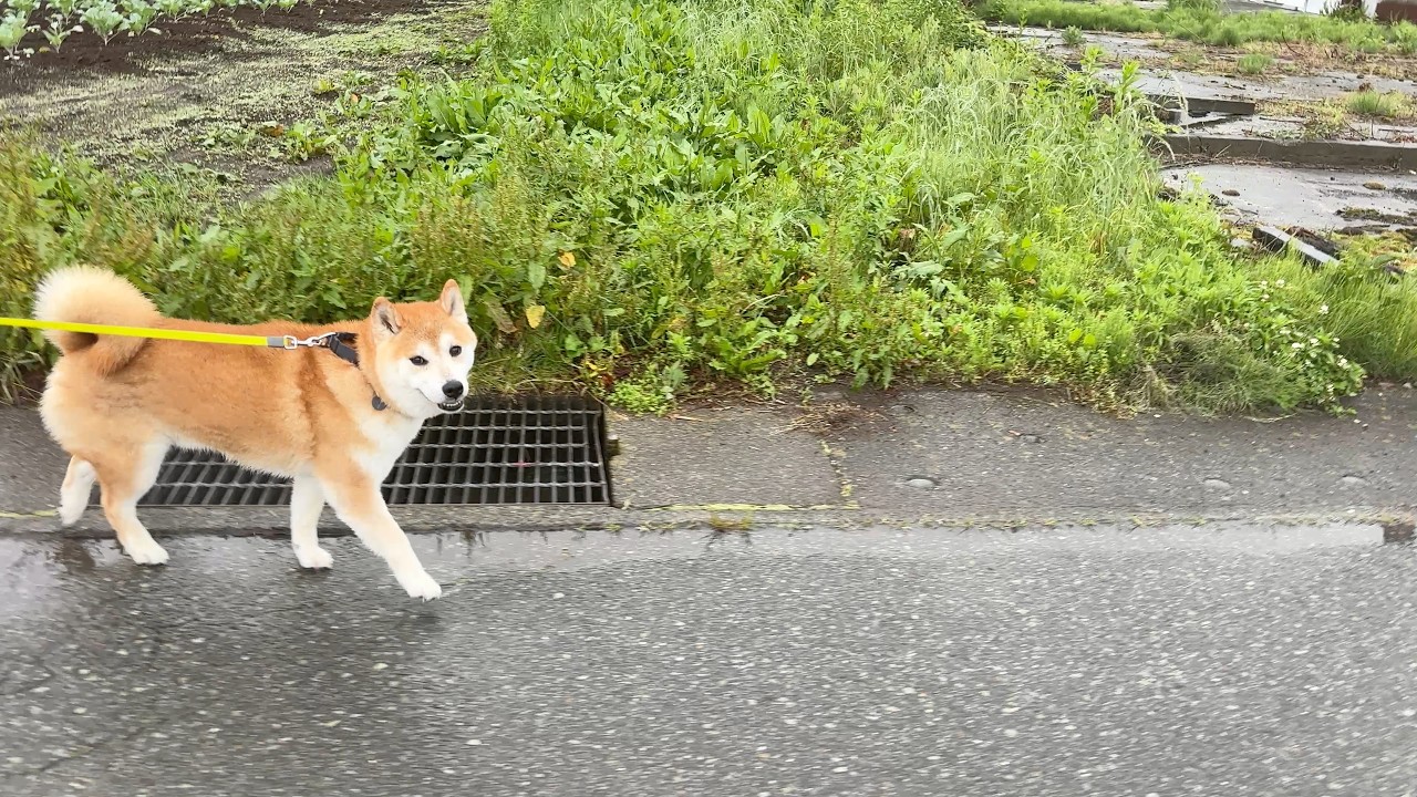 He Loves Walking These Kinds of Paths 🌿🐕 - YouTube