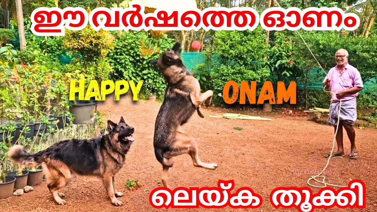 രണ്ടുപേരും കൂടെ ഓണം കളറാക്കിയിട്ടുണ്ട് 😍😂|LeoLaika|Chottuz