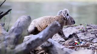 Koala cools down during Aussie heatwave