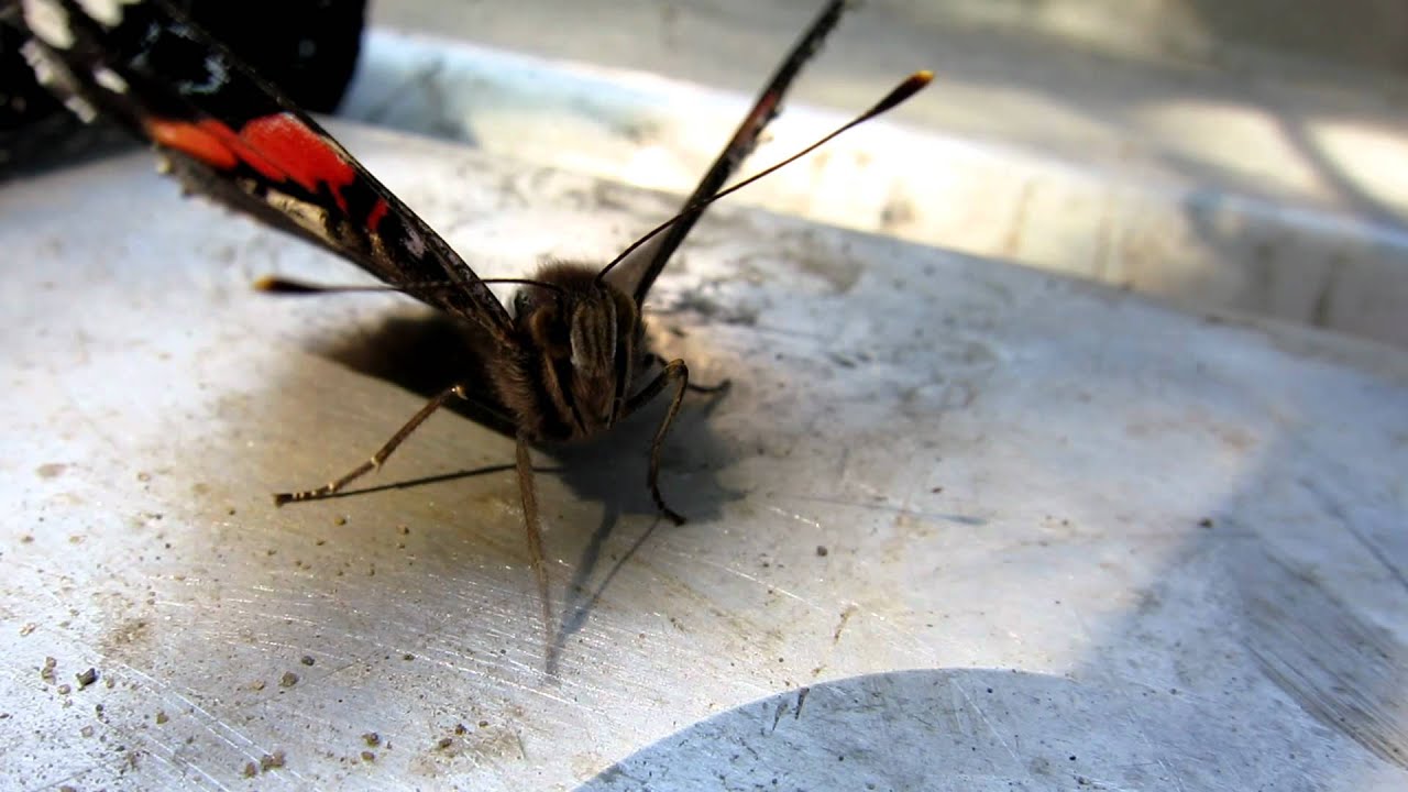 Injured Erfly You Injured Erfly