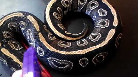 Treating Snake Mites - Benjamin