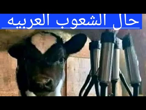 سلام لابن مليكه الصهيوني وجيشه الخاين