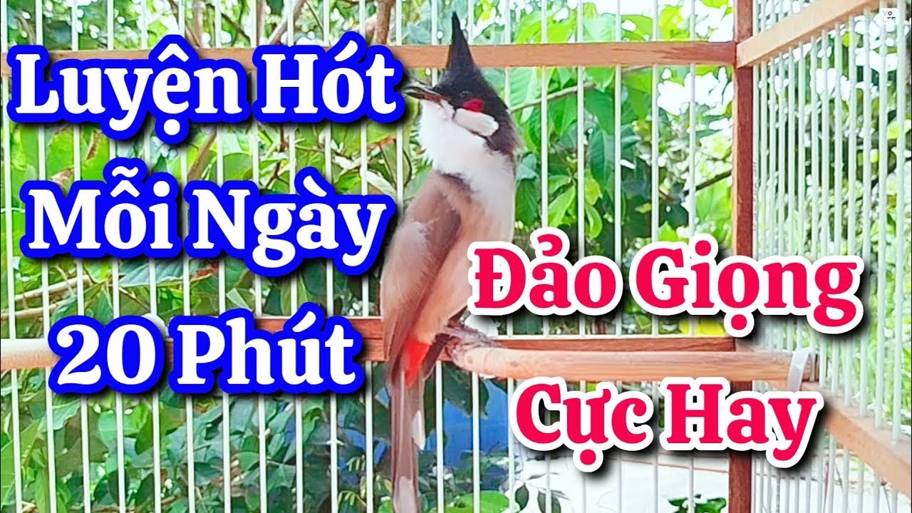 chào mào hót sáng kích bổi - luyện giọng hay ép bổi sổ bọng và căng lửa - chào mào hót đấu