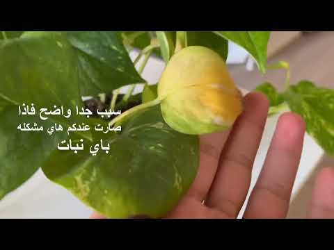 سبب اصفرار اوراق النباتات رعاية نبات البوتس