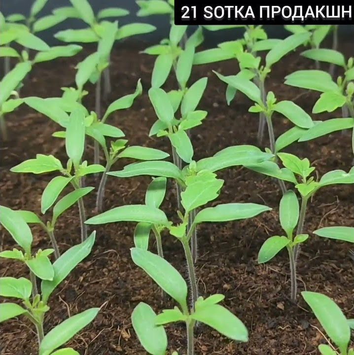 Рассада томатов в квартире. #Каста F1, #Рио-Гранде #БобКат f1 #Линда F1 ...