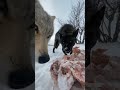 голодный волки Hungry Wolves Och Qolgan Bo Rilar