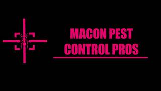 Macon Termite Exterminator | Termite Exterminator Service in Macon GA