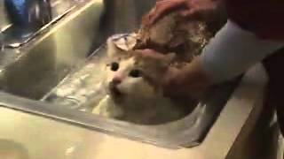  Cat speaking chocolate in Chinese