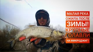 Крупный голавль на #микроджиг! Преднерестовый жор голавля! Малая река черноземья.