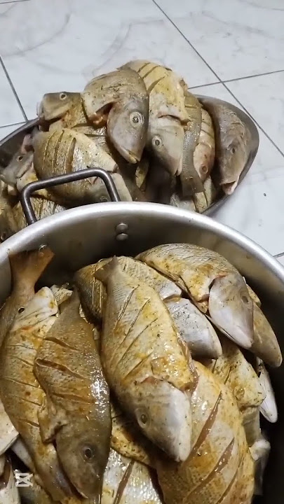 𝑓𝑖𝑠ℎ 𝑚𝑎𝑘𝑖𝑛𝑔 𝑡𝑖𝑚𝑒 🐟🐟🐠🐠 #music #ambientmusic #electronicmusic