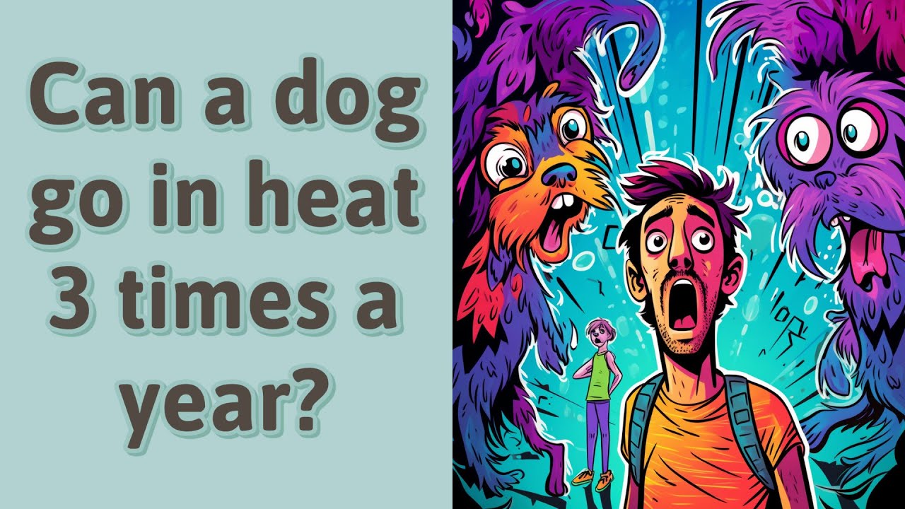 Can a dog go in heat 3 times a year? YouTube
