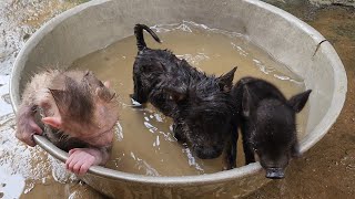 Bubu LacLac and Peppa take a cold shower for the first time in the summer