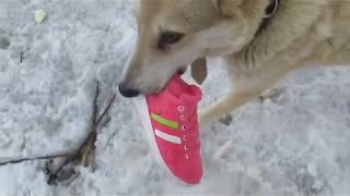ВЕСНА /ЛАЙКИ/ ЩЕНКИ/СУЕТА/ ВЕСНА /ЛАЙКИ/ ЩЕНКИ/СУЕТА/