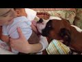 Boxer meets Baby