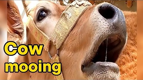 Real cow moo mooing sound / Sapi / Lembu / Inek / Combo