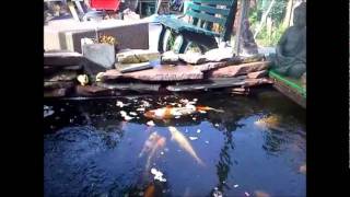 Koi Paradijs Oosterhout
