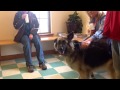 When Service Dogs Go Bad...... The Calm K9 Dog Training When Service Dogs Go Bad...... The Calm K9 Dog Training