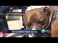 Owner Of Attacking Pit Bulls Speaks Out