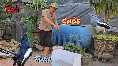 Quyết Định Thả Cặp Chòe Than Và Nuôi Đàn Cá Đòng Đong / HIỆP CUỘI TV