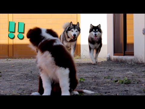 Video: Conociendo a los perros con otros perros