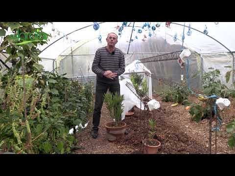 Vidéo: Entretien hivernal des plantes en pot - Comment protéger les plantes en pot en hiver