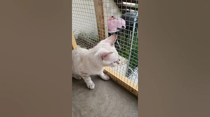 Video 5261131: bengal cat chaton kitten, bengal kitten catlover cute