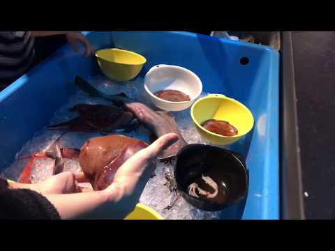 メンダコを触る （・ω・｀）  沼津深海水族館