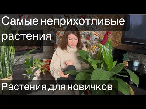 Как выбрать неприхотливое