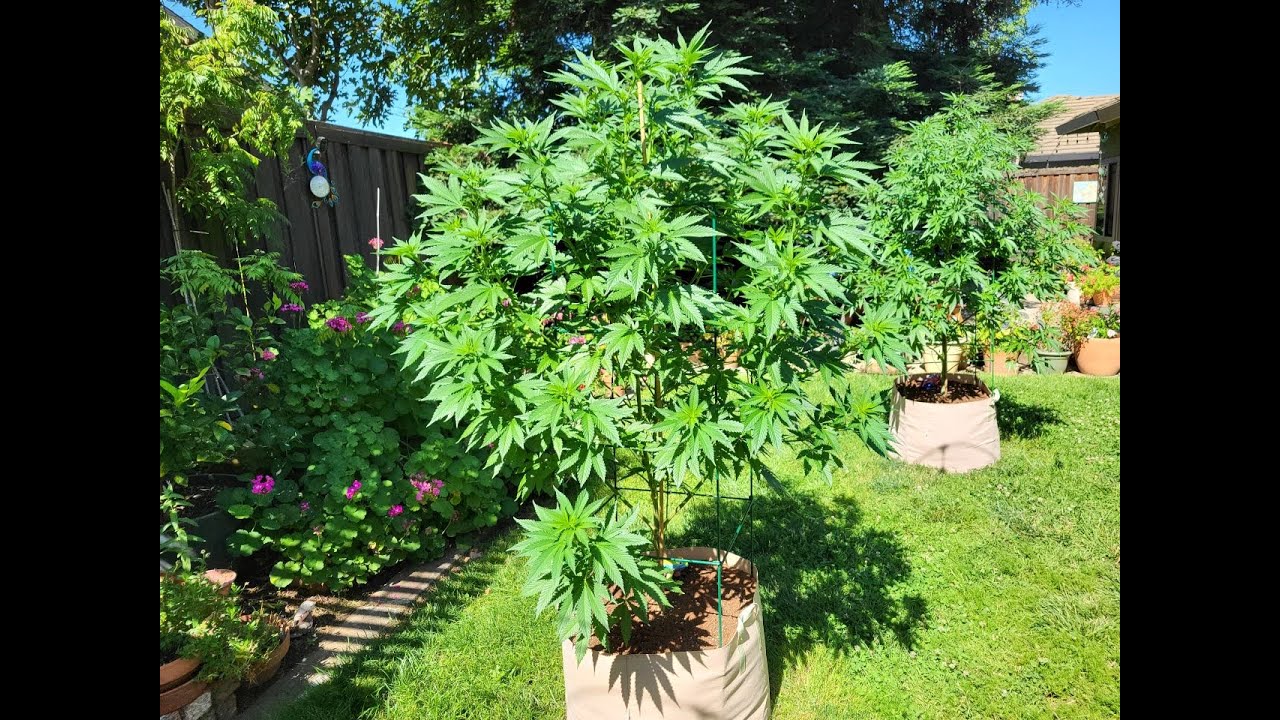 Day 97. Update 2025 Outdoor Cannabis - Marijuana Grow. An Introduction to Watering Cannabis Plants