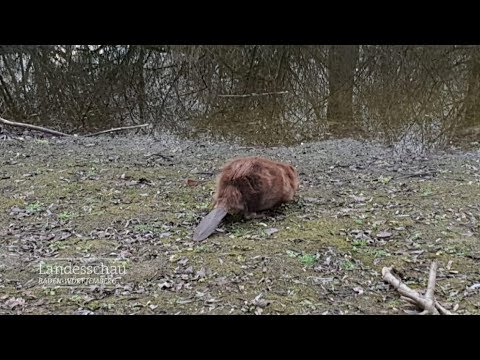 Video: Wie Man Einen Biber Fängt