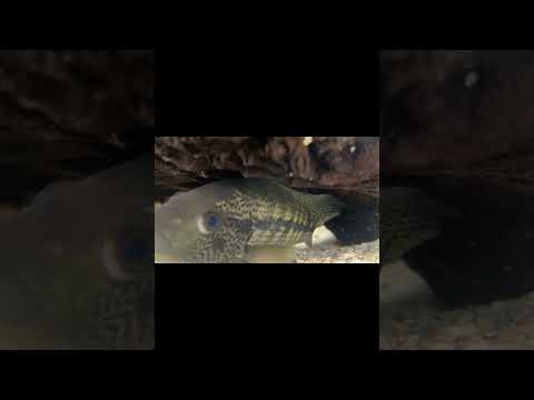 Vader - Parachromis dovii aka wolf cichlid putting on some size. Out and about after water change.