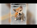 田園犬為什麼不吃主人筷子上的食物? #小狗 #寵物科普 #寵物