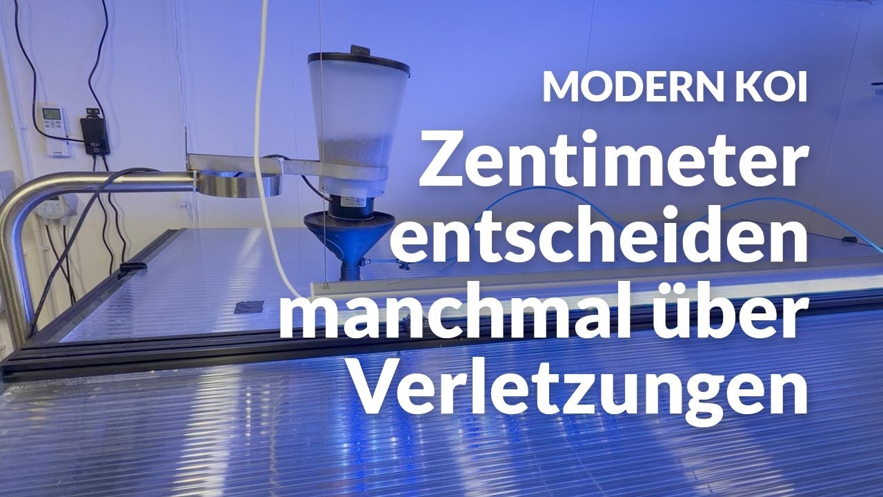 So enstehen häufig Verletzungen in Innenhälterungen | Modern Koi Blog #7973