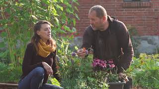 Taylor&Surtanten Sätt perenner med Blomsterlandet