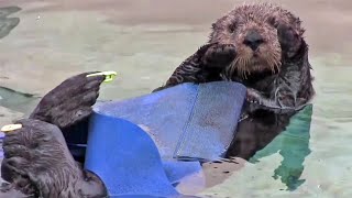 Raw Video: Sea Otter Released from Rehab in Half Moon Bay