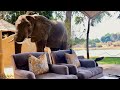 INSANE encounter with wild elephant INSIDE my villa (Zambia)