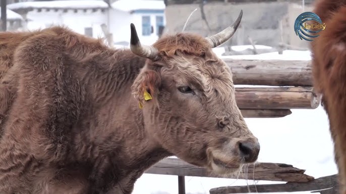 Американдық порно жұлдыздар Нонна Гришаева сексуалды
