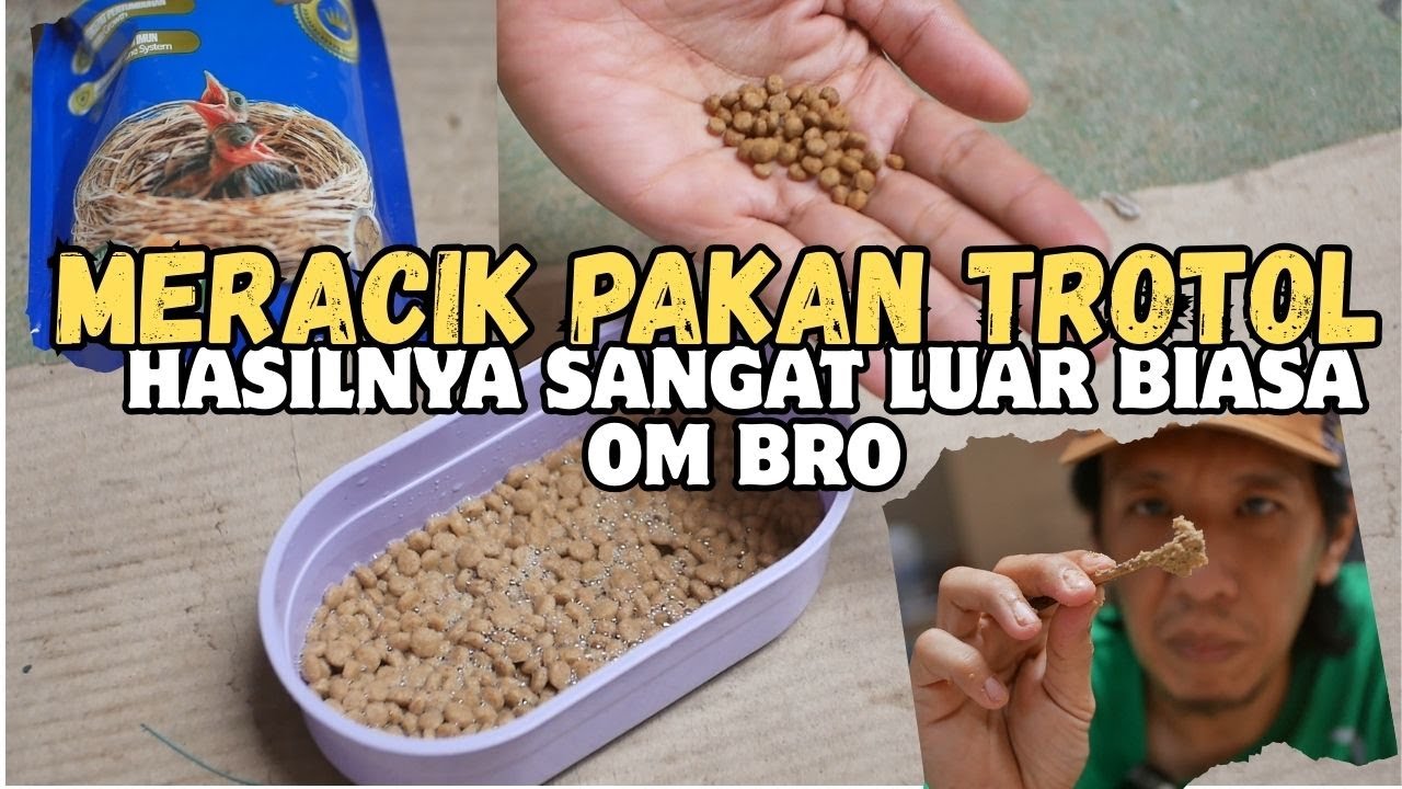 Tutorial Cara Meracik Atau Cara Penggunaan Voer Lolohan Tory Junior