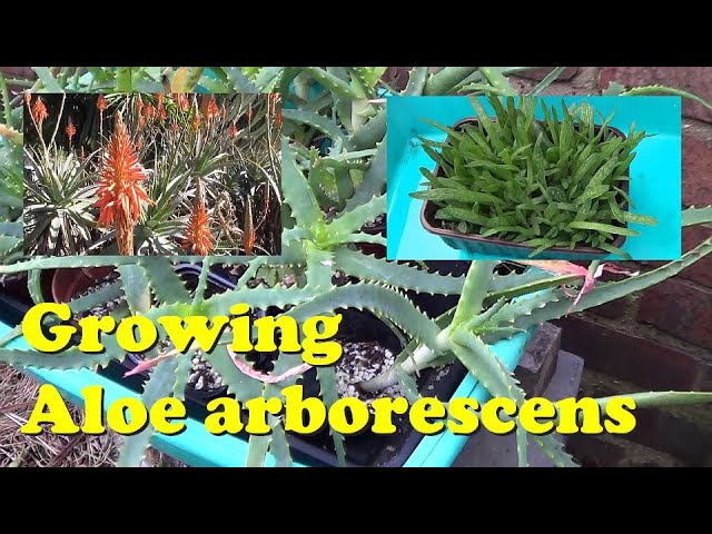 10 Samen der aloe arborescens saftig Sukkulenten,seed succulents G 