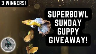 SUPERBOWL SUNDAY GUPPY GIVEAWAY! 3 WINNERS! by Sydney's Angels and Bennett's Rainbows 631 views 1 year ago 2 minutes, 29 seconds
