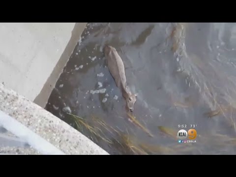Dramatic Deer Rescued
