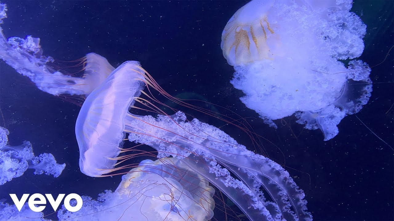 JELLYFISH - Kelvino (Official Music Video)