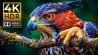 WILDLIFE PARADISE IN 4K HDR |  Dolby Vision 120FPS for OLED &amp; 4K TVs