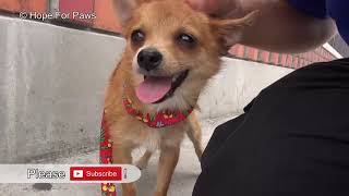 A Little Dingo Running On A Bridge Over One Of The Busiest Freeways In The U S