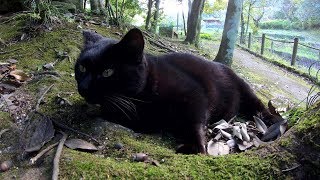 坂道の途中で休憩するポッチャリな黒猫をモフる