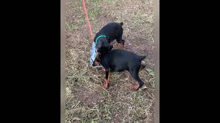 ЩЕНКИ ДОБЕРМАНА Щенки добермана 2,5 месяца. Dobermann puppies 2,5 months. Little dobermann