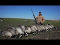 Hunting Big Honkers in a Rye Field and I Limited Out!!