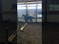 #horse #equestrianjourney #relatable #equestrian #helpmemakethismakesense #cutehorse #pony