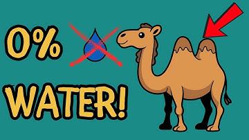 The Biggest Lie You Were Told About Camels!